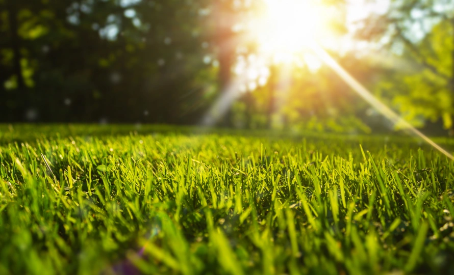 best grass seed northern indiana lawns