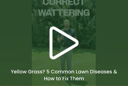 lawn overseeding services in elkhart in