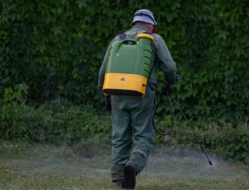 How to Get Rid of Fleas and Ticks in Your Yard Before They Get Inside