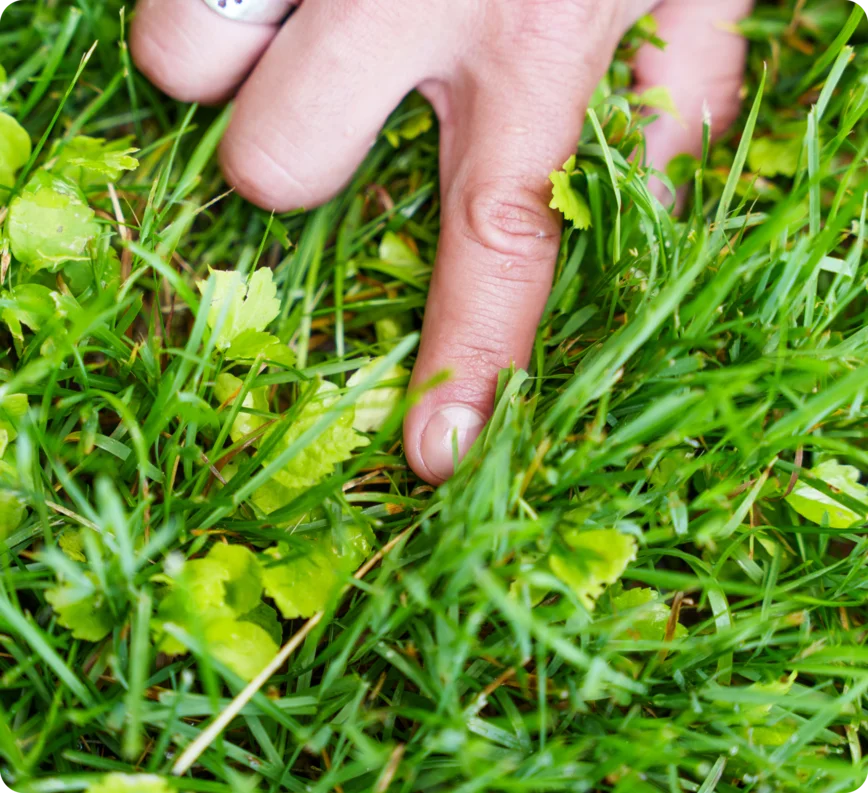 elkhart-in-lawn-care-services professional lawn care in Edwardsburg Michigan