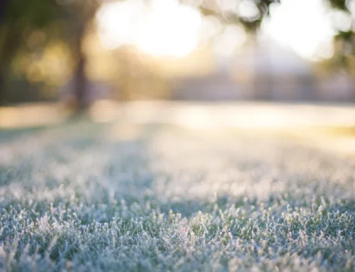 The Freeze-Thaw Cycle: How Elkhart’s Winters Affect Your Lawn’s Root System
