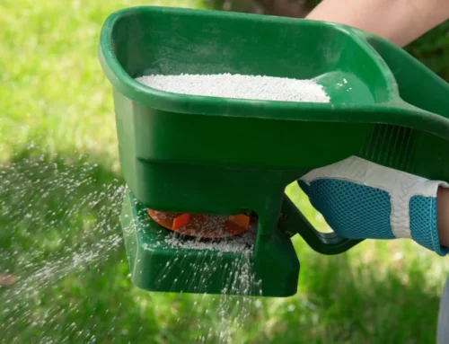 5 Signs Your Lawn Needs a Winter Feeding This Year